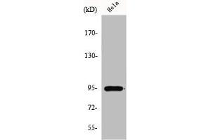 Western Blot analysis of HepG2 cells using GIT1 Polyclonal Antibody (GIT1 antibody  (C-Term))