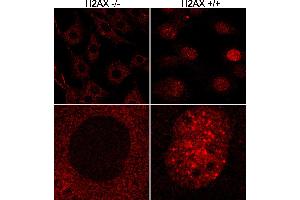 Immunofluorescence (IF) image for anti-H2A Histone Family, Member X (H2AFX) (C-Term) antibody (ABIN7449536) (H2AFX antibody  (C-Term))