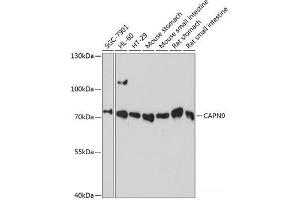 Western blot analysis of extracts of various cell lines using CAPN9 Polyclonal Antibody at dilution of 1:3000. (Calpain 9 antibody)