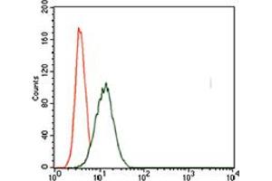 T Brachyury Protein (AA 257-309) antibody