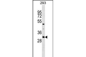 ASB7 Antibody (Center) (ABIN1538643 and ABIN2849554) western blot analysis in 293 cell line lysates (35 μg/lane). (ASB7 antibody  (AA 82-108))