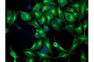Immunofluorescent staining of HeLa cells using anti-TUBB4 mouse monoclonal antibody (ABIN2454621).