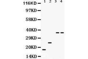 Anti- PLN Picoband antibody, Western blotting All lanes: Anti PLN  at 0. (Phospholamban antibody  (N-Term))