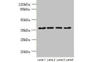 Western blot All lanes: C8orf48 antibody at 1 μg/mL Lane 1: HepG2 whole cell lysate Lane 2: Mouse liver tissue Lane 3: MCF-7 whole cell lysate Lane 4: K562 whole cell lysate Secondary Goat polyclonal to rabbit IgG at 1/10000 dilution Predicted band size: 37 kDa Observed band size: 37 kDa (C8orf48 antibody  (AA 1-319))