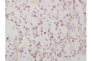 Formalin-fixed and paraffin embedded mouse embryo labeled with Anti-Phospho-FRA1 (Ser265)Polyclonal Antibody, Unconjugated  at 1:200 followed by conjugation to the secondary antibody and DAB staining (FOSL1 antibody  (pSer265))