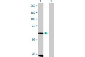 Western Blot analysis of DYRK1B expression in transfected 293T cell line by DYRK1B MaxPab polyclonal antibody. (DYRK1B antibody  (AA 1-629))