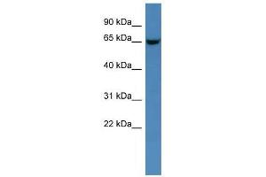 Gns antibody used at 0. (GNS antibody  (C-Term))