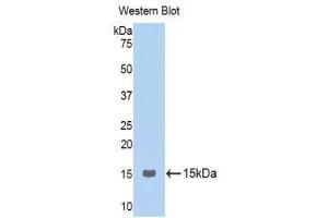 Western Blotting (WB) image for anti-Gonadotropin-Releasing Hormone 1 (Luteinizing-Releasing Hormone) (GNRH1) (AA 24-92) antibody (FITC) (ABIN1859038)