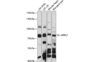 Western blot analysis of extracts of various cell lines, using  antibody (ABIN7265444) at 1:1000 dilution. (APPL2 antibody  (AA 1-300))