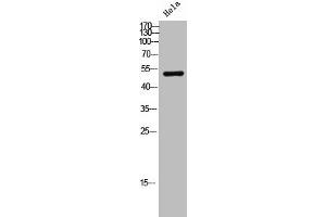 Western Blot analysis of hela cells using DNA pol δ3 Polyclonal Antibody (POLD3 antibody  (C-Term))