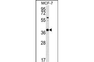YIF1B antibody  (N-Term)