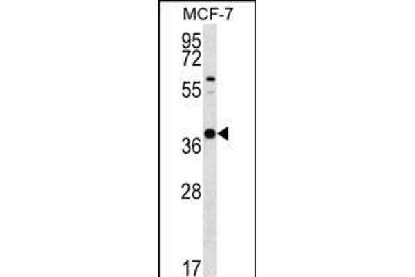YIF1B anticorps  (N-Term)