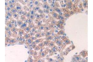 IHC-P analysis of Mouse Liver Tissue, with DAB staining. (IL17RE antibody  (AA 457-630))