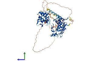 AlphaFold protein structure predicition of Human Recombinant SMAD4 Protein, UniprotID Q13485