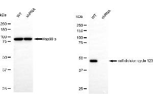 anti-Cell Division Cycle 123 Homolog (CDC123) antibody