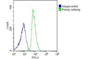 Overlay histogram showing U-2OS cells stained with (ABIN655073 and ABIN2844705) (green line). (FGL2 antibody  (C-Term))
