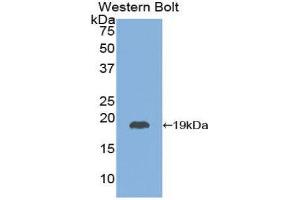 Western Blotting (WB) image for anti-Thyroid Stimulating Hormone, beta (TSHB) (AA 20-134) antibody (ABIN1078576)