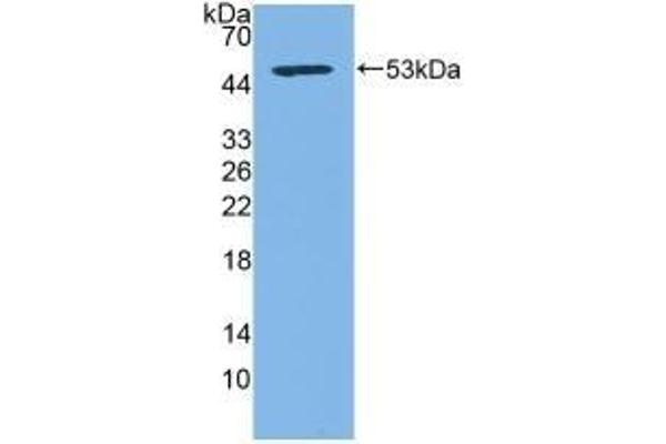 CD83 anticorps  (AA 24-205)