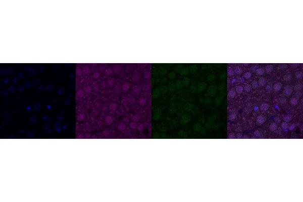 CHRNA6 antibody