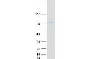 Validation with Western Blot (ERO1L Protein (Myc-DYKDDDDK Tag))