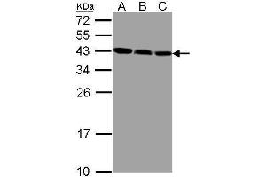 ZWINT antibody  (Center)