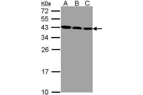 ZWINT anticorps  (Center)