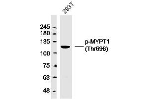 293T lysates probed with MYPT1 (Thr696) Polyclonal Antibody, Unconjugated  at 1:300 dilution and 4˚C overnight incubation. (PPP1R12A antibody  (pThr696))