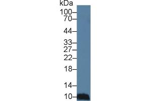 Detection of MEC in Porcine Spleen lysate using Polyclonal Antibody to Mucosae Associated Epithelia Chemokine (MEC) (Mucosae Associated Epithelia Chemokine (AA 20-115) antibody)