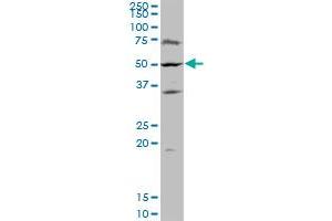 CDC14B antibody  (AA 360-459)
