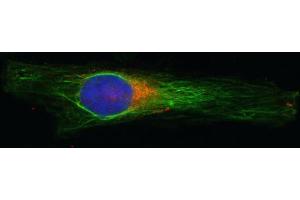 Indirect immunostaining of HELA cells with anti-syntaxin 16 (dilution 1 : 100; red) and mouse anti-α-tubulin (cat. (Syntaxin 16 antibody  (AA 1-302))
