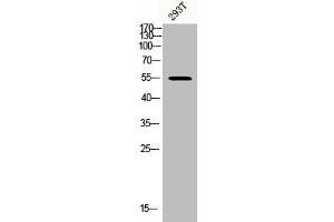 Western Blot analysis of 293T cells using Phospho-Akt1/3 (Y437/434) Polyclonal Antibody (AKT1/3 (pTyr434), (pTyr437) antibody)