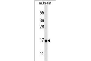 Western blot analysis of anti-cleaved-LC3 (G8a) Pab 1805a in mouse brain tissue lysate. (MAP1LC3A antibody  (cleaved))