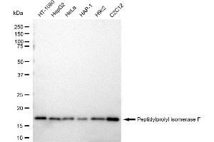 Western blotting analysis using Peptidylprolyl isomerase F antibody (ABIN7799770). (Recombinant PPIF antibody)