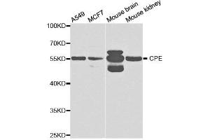 Western Blotting (WB) image for anti-Carboxypeptidase E (CPE) antibody (ABIN1876646) (CPE antibody)