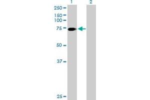 Western Blot analysis of SLC6A17 expression in transfected 293T cell line by SLC6A17 MaxPab polyclonal antibody. (SLC6A17 antibody  (AA 1-727))