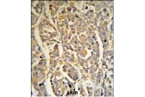 DCD Antibody (C-term) (R) IHC analysis in formalin fixed and paraffin embedded human skin tissue followed by peroxidase conjugation of the secondary antibody and DAB staining. (Dermcidin antibody  (C-Term))