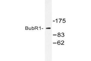 Western blot (WB) analysis of ubR1 antibody in extracts from HeLa cells treated with H2O2 100uM 30. (BUB1B antibody)