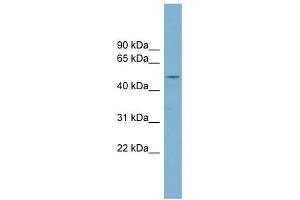 RNPEPL1 antibody used at 1 ug/ml to detect target protein. (RNPEPL1 antibody)