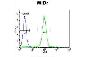 Flow cytometric analysis of WiDr cells (right histogram) compared to a negative control cell (left histogram). (MEIS2 antibody  (AA 254-280))