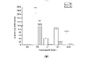 Control (Ct) image for anti-Actin, beta (ACTB) (AA 1-50) antibody (ABIN724340)