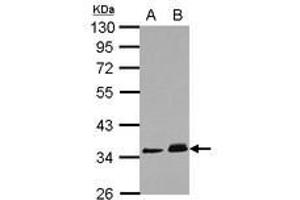 Image no. 1 for anti-Protein Phosphatase 1J (PPM1J) (AA 133-442) antibody (ABIN1500379) (PPM1J antibody  (AA 133-442))