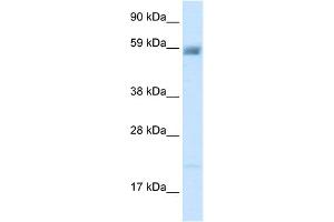 WB Suggested Anti-ACCN3 Antibody Titration:  2. (ASIC3 antibody  (N-Term))