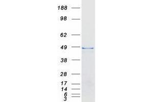 Validation with Western Blot (USP2 Protein (Transcript Variant 2) (Myc-DYKDDDDK Tag))