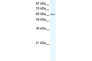 WB Suggested Anti-METTL3 Antibody Titration:  5. (METTL3 antibody  (Middle Region))