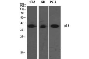 Western Blot (WB) analysis of HeLa KB PC-3 using p38 Polyclonal Antibody. (MAPK14 antibody)
