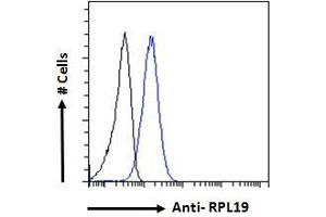 ABIN185648 Flow cytometric analysis of paraformaldehyde fixed A431 cells (blue line), permeabilized with 0. (RPL19 antibody  (Internal Region))