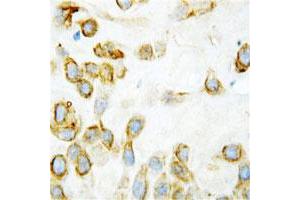 Immunohistochemical staining of human placenta tissue with THBS2 polyclonal antibody  at 1ug/mL. (Thrombospondin 2 antibody  (Middle Region))
