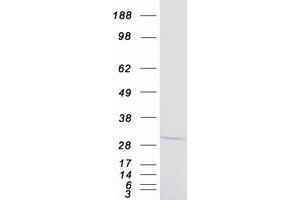 Validation with Western Blot (ING4 Protein (Transcript Variant 1) (Myc-DYKDDDDK Tag))