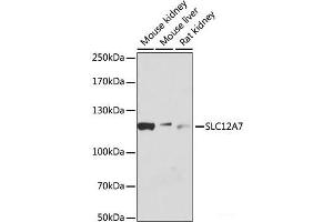 Western blot analysis of extracts of various cell lines using SLC12A7 Polyclonal Antibody at dilution of 1:1000. (SLC12A7 antibody)