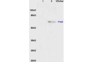Lane 1: mouse embryo lysates Lane 2: mouse pancreas lysates probed with Anti Phospho-Wee1(Ser123) Polyclonal Antibody, Unconjugated (ABIN756592) at 1:200 in 4 °C. (WEE1 antibody  (pSer123))